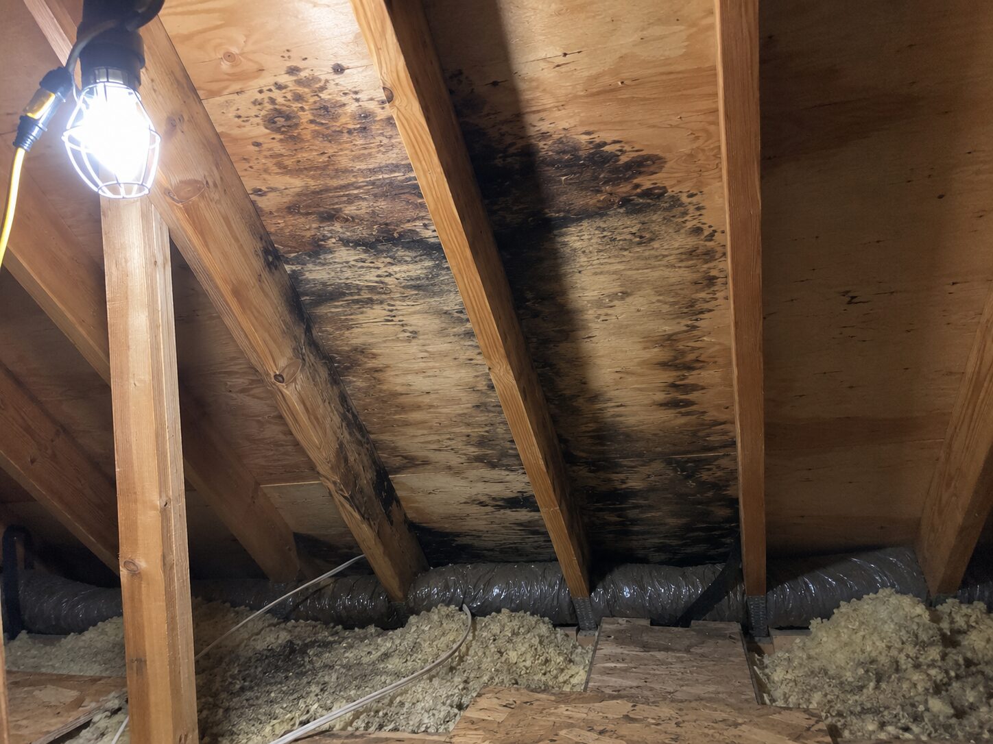 Mold growth on attic roof sheathing before remediation